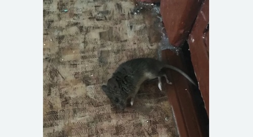 Дезинфекция от мышей в Таштаголе