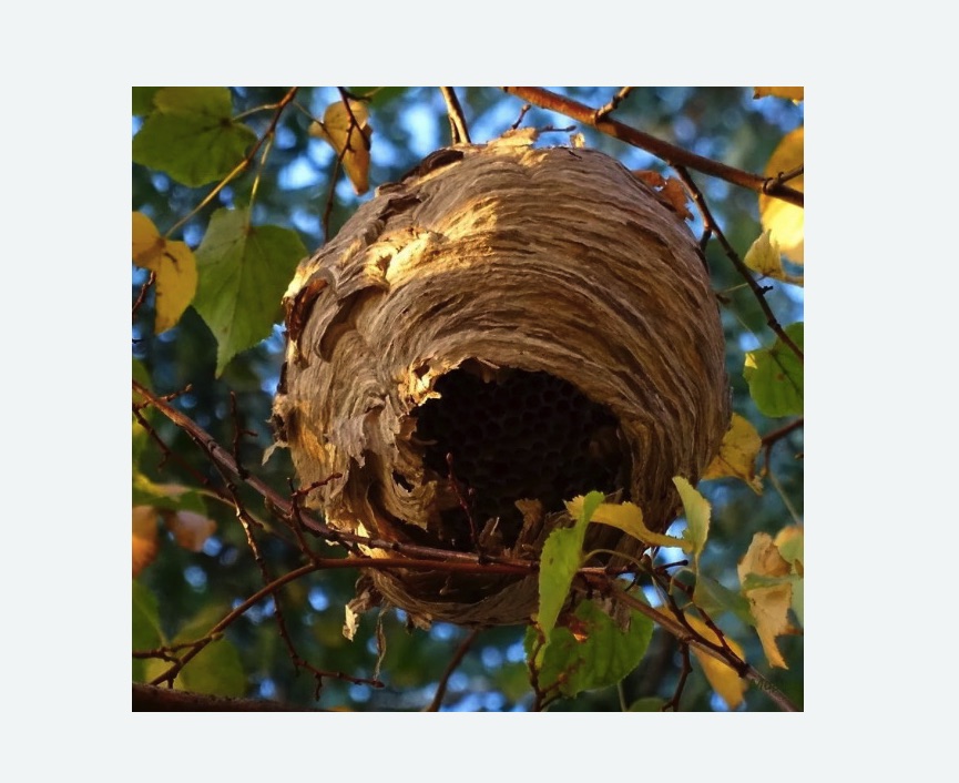 Обработка от шершней в Таштаголе