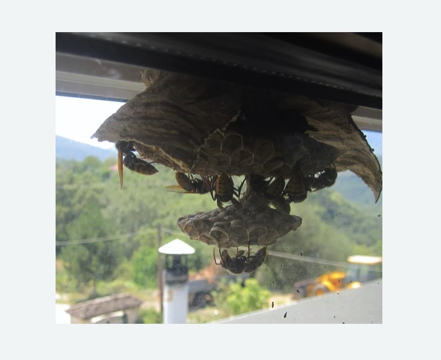 Уничтожение гнёзд шершней в Таштаголе