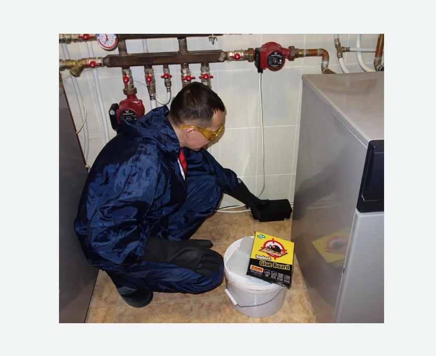 Уничтожение крыс в Таштаголе